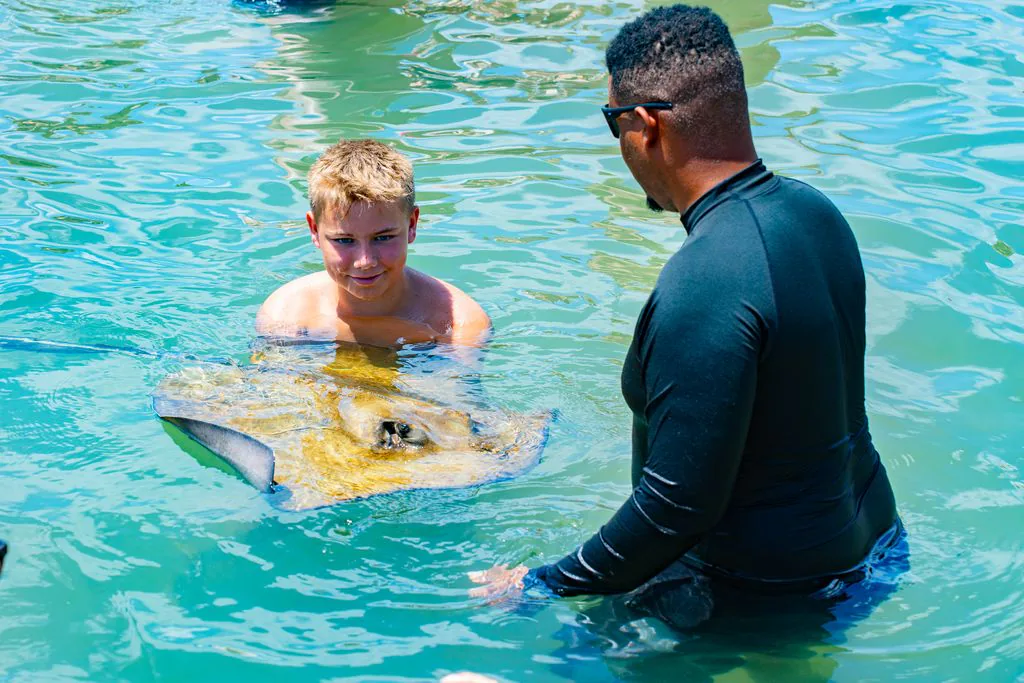 A guest meets a stingray with a guide beside them in clear water.